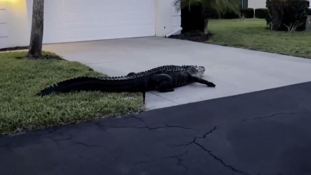 Vea dos caimanes dando vueltas alrededor de las casas de Florida