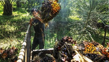 Aumento de precios en alimentos a causa del aceite de palma