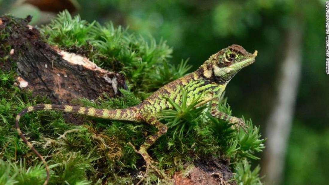 Una de cada 5 especies de reptiles, en peligro de extinción