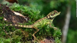 Una de cada 5 especies de reptiles, en peligro de extinción
