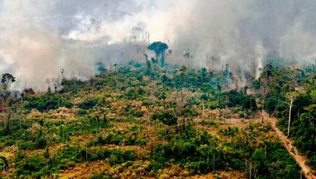 La destrucción de bosques tropicales no se detiene