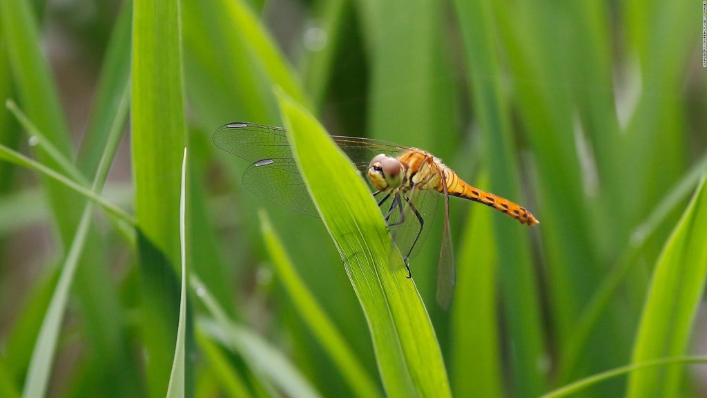 Las libélulas son algunos de los insectos que los investigadores analizaron.