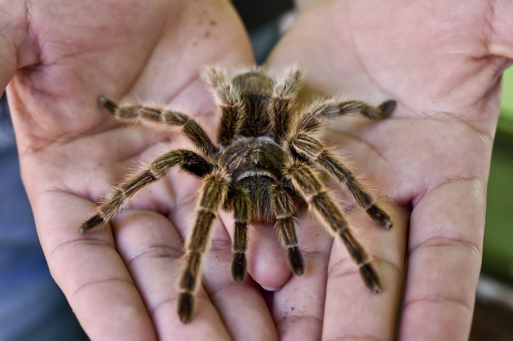 They confiscate 140 tarantulas that would be trafficked to Mexico