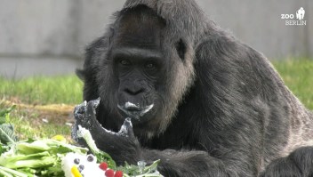 Así celebra la gorila más longeva en cautiverio sus 65 años