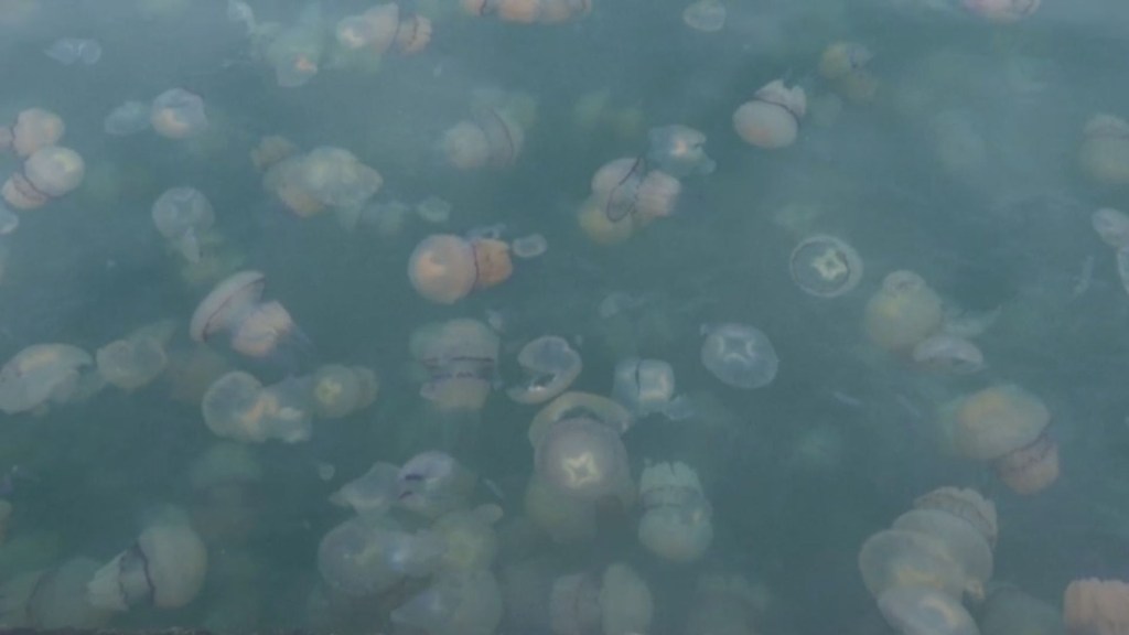 Mira la invasión de miles de medusas en un puerto de Italia
