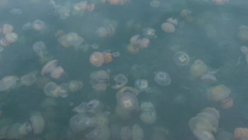 Mira la invasión de miles de medusas en un puerto de Italia
