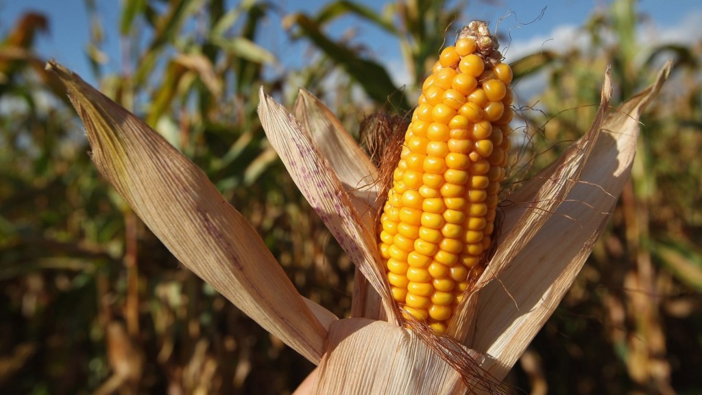 NASA's dire warning regarding corn crops