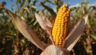 NASA's dire warning about corn crops