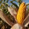 Grave advertencia de la NASA sobre las cosechas de maíz