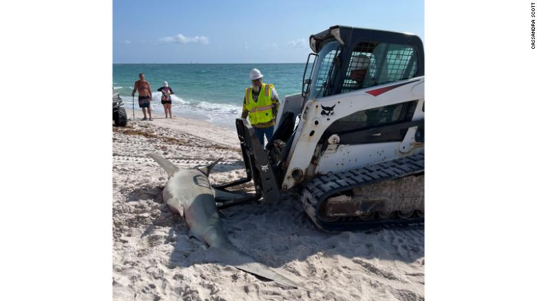 3-meter hammerhead shark washes up on Florida beach