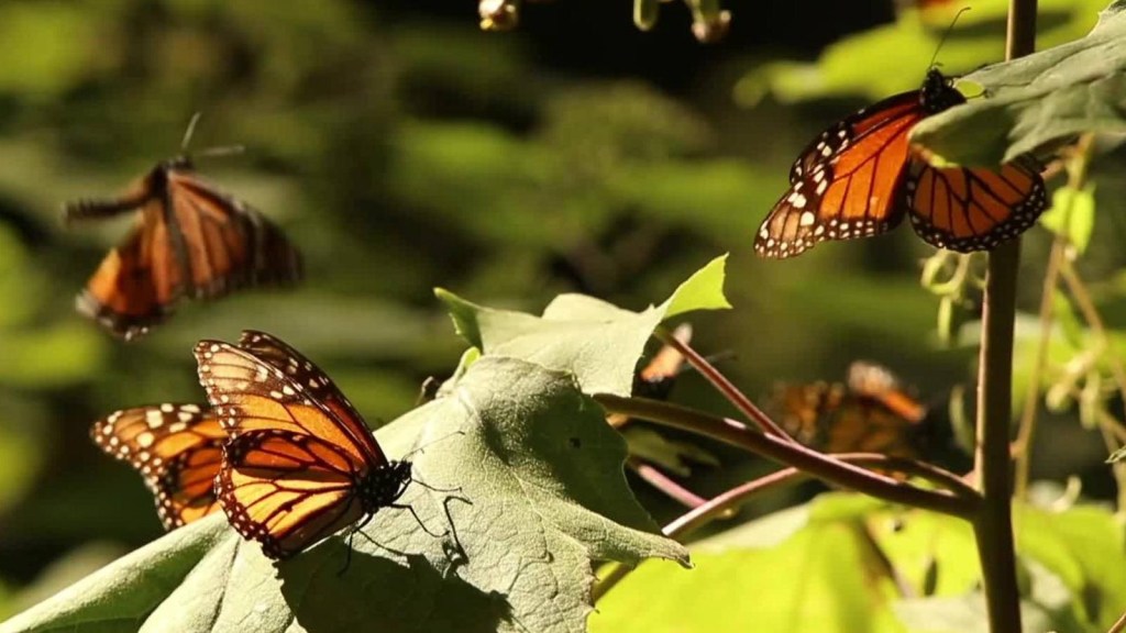 La población de la mariposa monarca ha aumentado en México