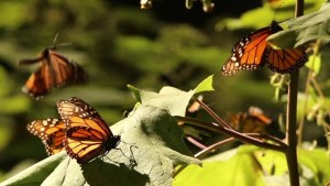 La población de la mariposa monarca aumentó en México