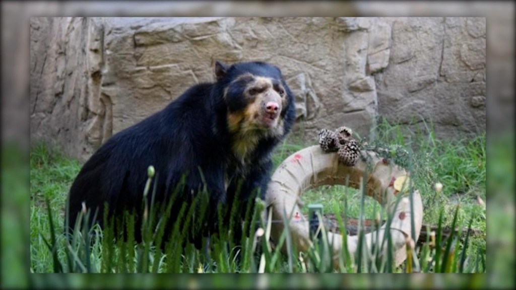 Uno de los osos más viejos de México muere a los 29 años