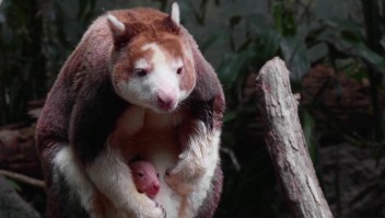 Mira a este exótico bebé canguro junto a su madre
