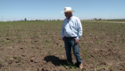 Sequía afecta el sector agrícola en California: despidos y sacrificios de cosechas
