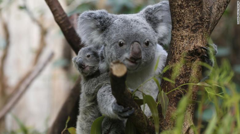 Una cría de koala macho se aferra a la espalda de su madre en el zoológico de Duisburgo, Alemania, el 27 de marzo de 2013.