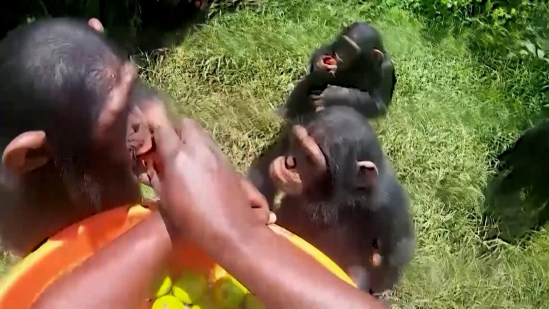 Un chimpancé abrazó a su salvador al ser liberado en un santuario