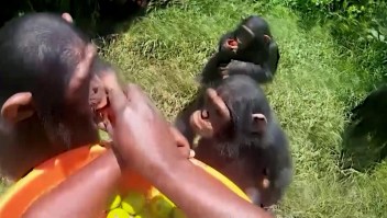 Un chimpancé abrazó a su salvador al ser liberado en un santuario