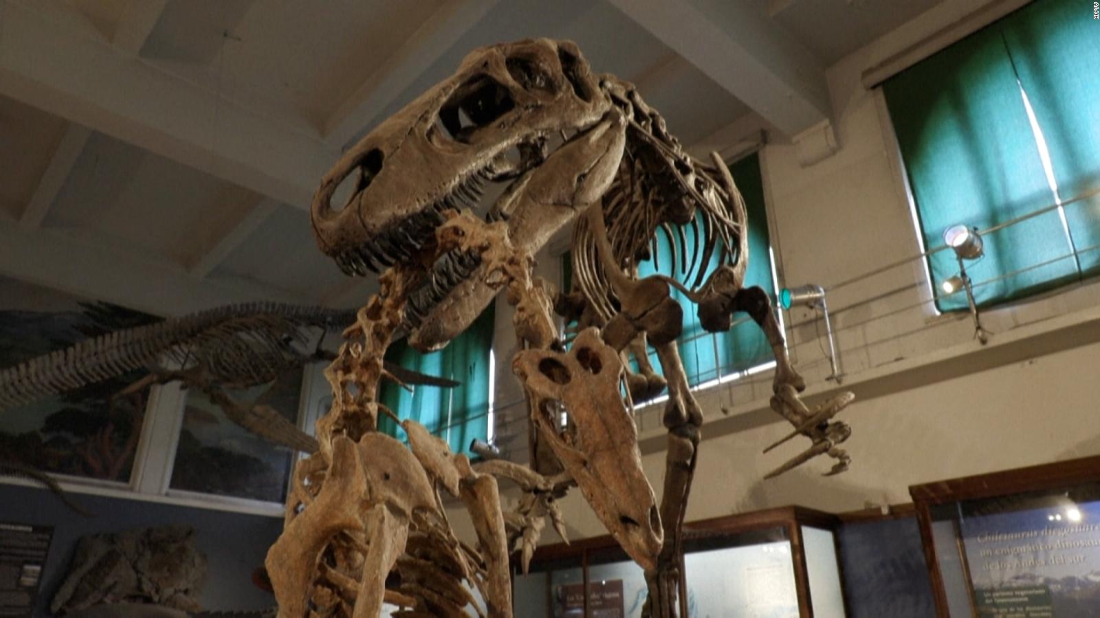 Fósil de dinosaurio de 10 metros de alto fue descubierto en Argentina