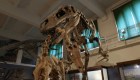 Fósil de dinosaurio de 6 toneladas y 10 metros de alto fue descubierto en Argentina