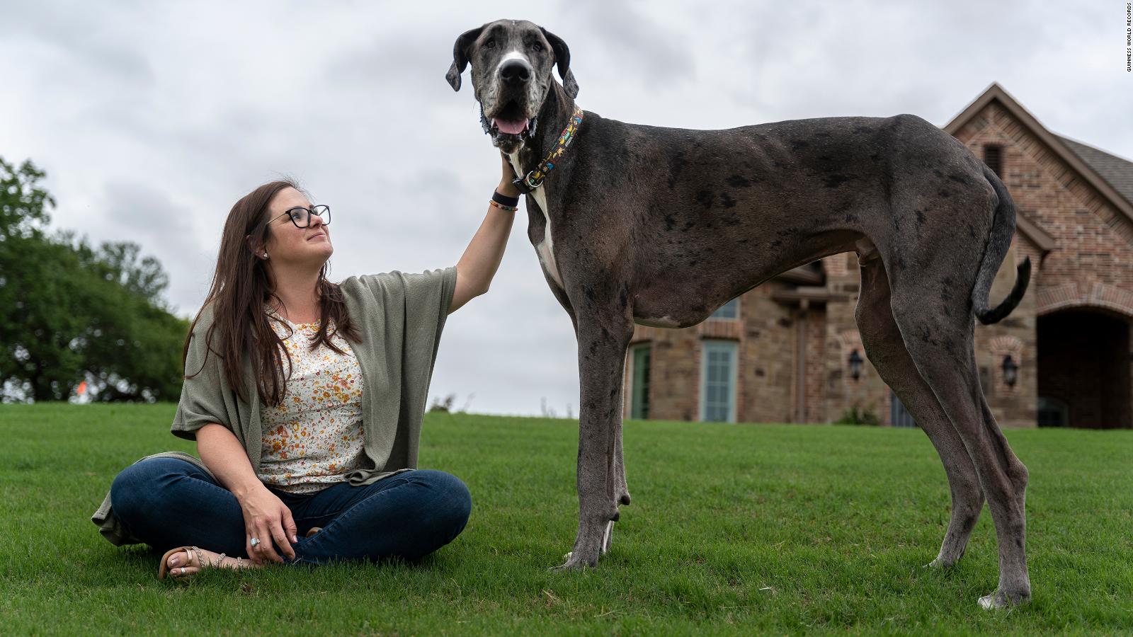 persona Derrotado Caducado Un gran danés de Texas es el perro más alto del mundo