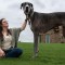 Un gran danés de Texas es el perro más alto del mundo