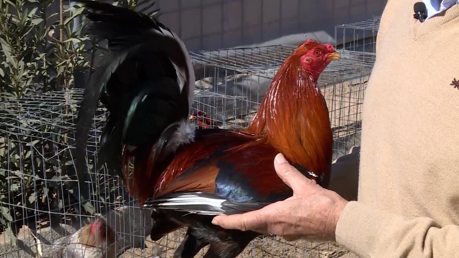 negocio Derecho Párrafo Peleas de gallos en España podrían tener los días contados | Video