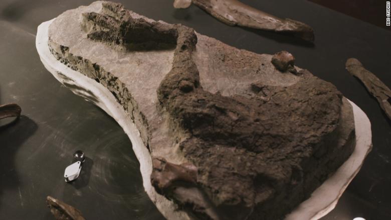 El fósil de pata de Thescelosaurus después de ser excavado.