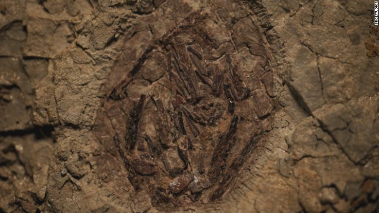 Jajo pterozaura odkrytego w Tanis jest jedynym znalezionym w Ameryce Północnej.