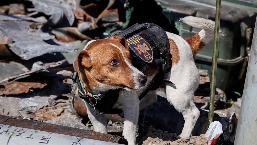 The mine-sniffing dog that was awarded for its heroic work