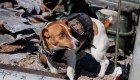 El perro rastreador de minas que fue premiado por su heroica labor