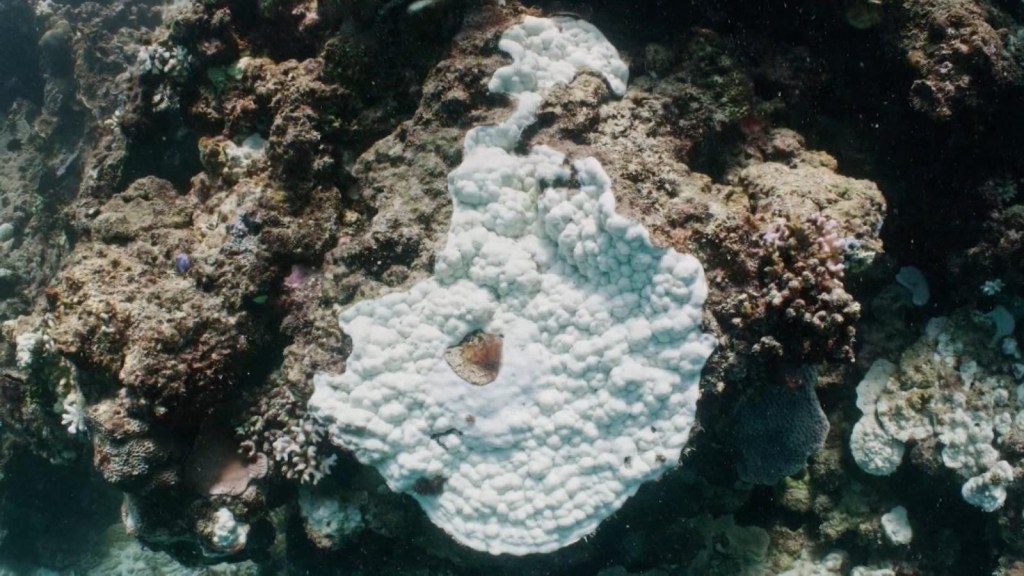 This is how the health of the Great Barrier Reef worsens
