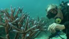 Esta es la mayor amenaza para la gran barrera de coral en Australia