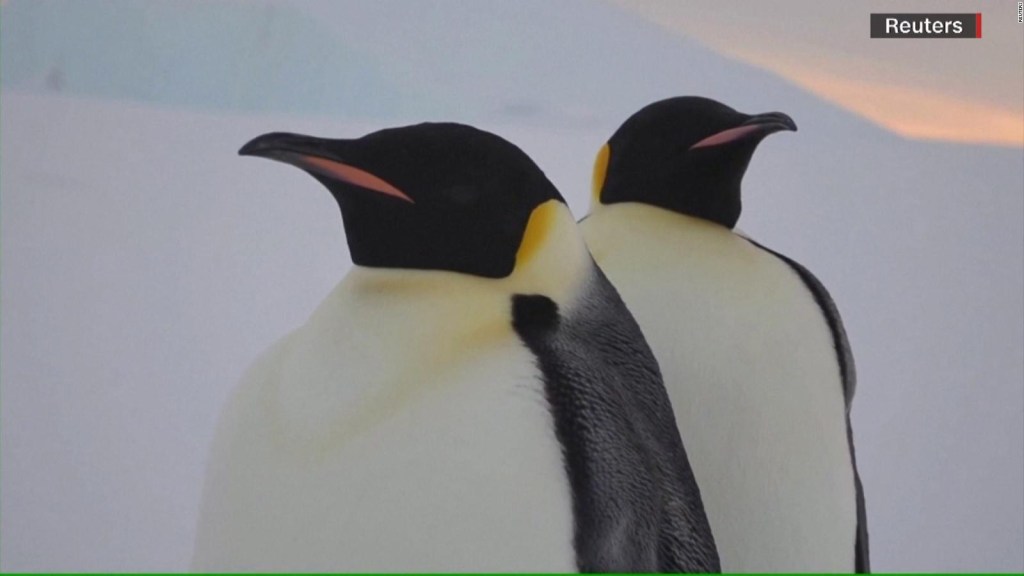 Pingüinos de la Antártica estarían cerca de su extinción, según científicos