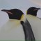 Pingüinos de la Antártica estarían cerca de su extinción, según científicos