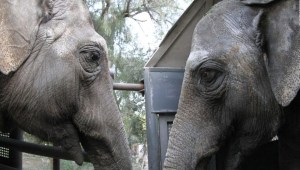 El emotivo viaje de dos elefantas de Argentina a la libertad en Brasil