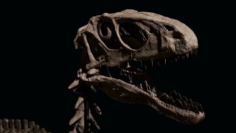 Subastan huesos de la especie de dinosaurio que inspiró Jurassic Park