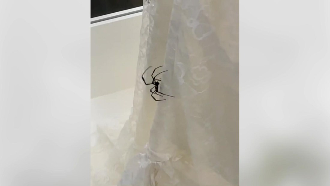 Retiran arañas de una exhibición del Malba por quejas de visitantes