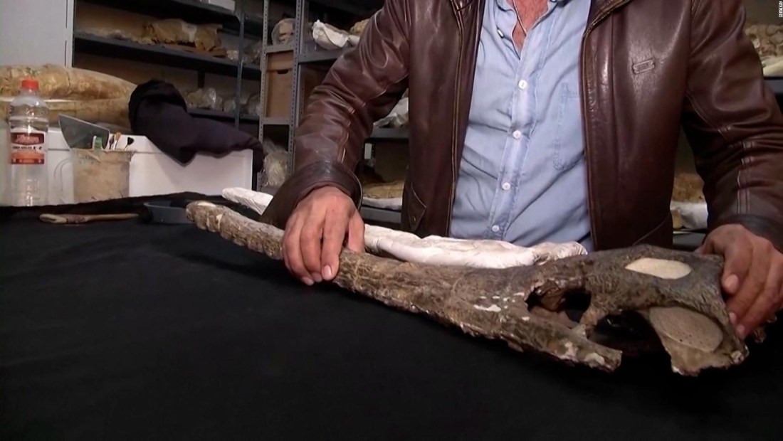 Estos son los fósiles del "abuelo de los cocodrilos"