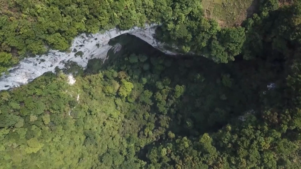 See the shocking hidden forest they found in a sinkhole