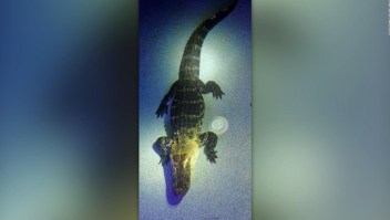 Un cocodrilo se metió en la piscina de una familia de Miami