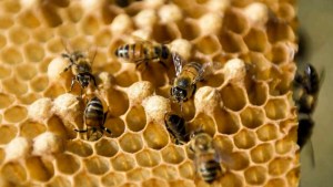 20 de mayo, un día para concientizar sobre las abejas