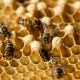 20 de mayo, un día para concientizar sobre las abejas