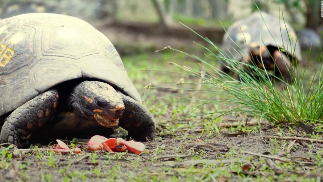 Liberan tortugas en peligro de extinción en Argentina