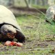 Liberan tortugas en peligro de extinción en Argentina