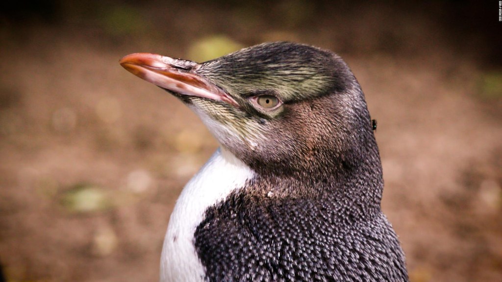 pingüinos Nueva Zelandia rehabilitación