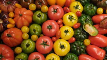 Científicos desbloquean potencial de vitamina D en tomates