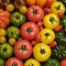 Científicos desbloquean potencial de vitamina D en tomates