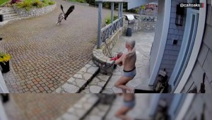 Madre salva a su ganso mascota de las garras de un águila mientras amamanta
