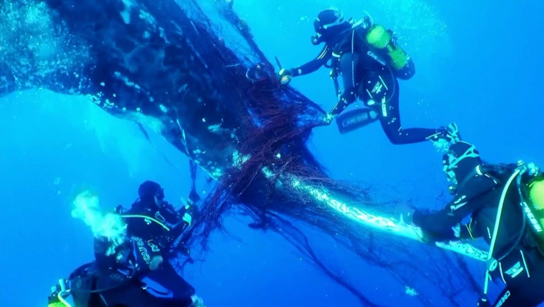Buzos liberan a una ballena jorobada atrapada